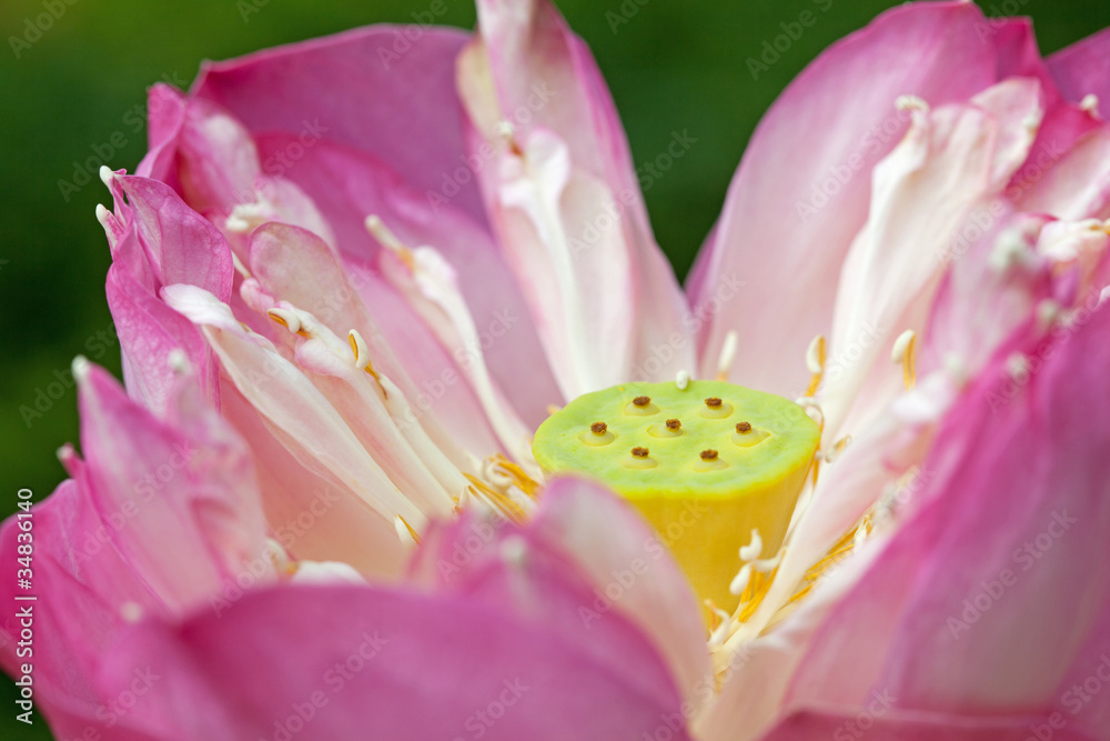 Pink Waterlily Pink Waterlily