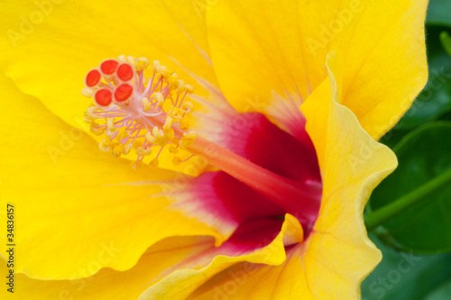 Closeup of Yellow Hibiscus