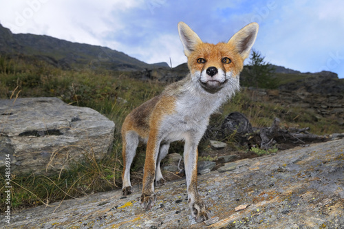 Fototapeta Naklejka Na Ścianę i Meble -  European red fox - vulpes vulpes