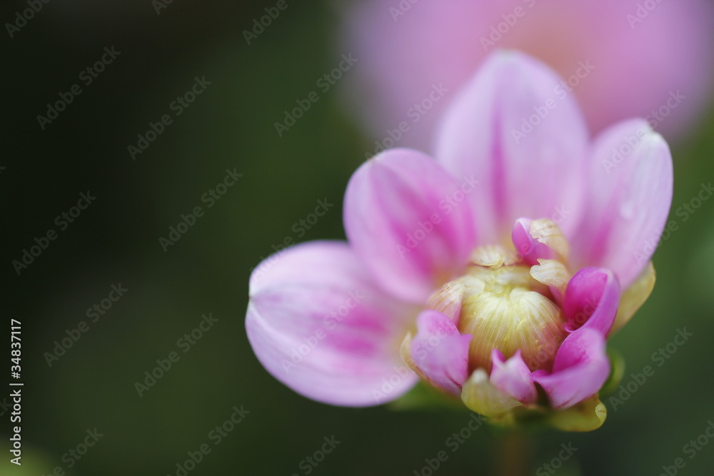 Fototapeta premium ダリアのつぼみ