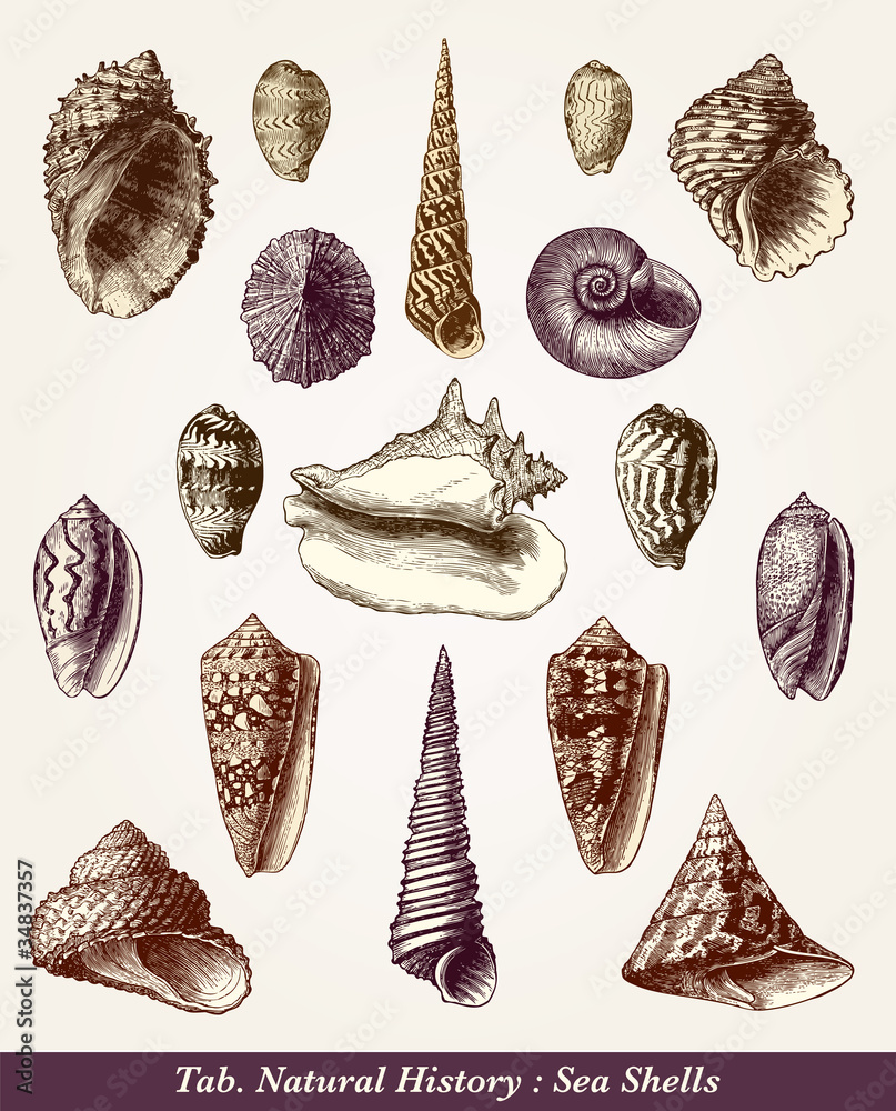 Coquillages