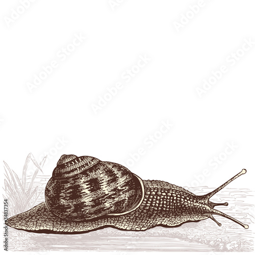 escargot