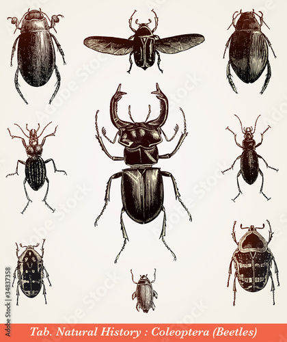 Coléoptères