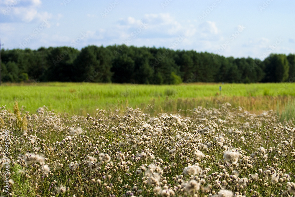 The field of fluffy plant The field of fluffy plant