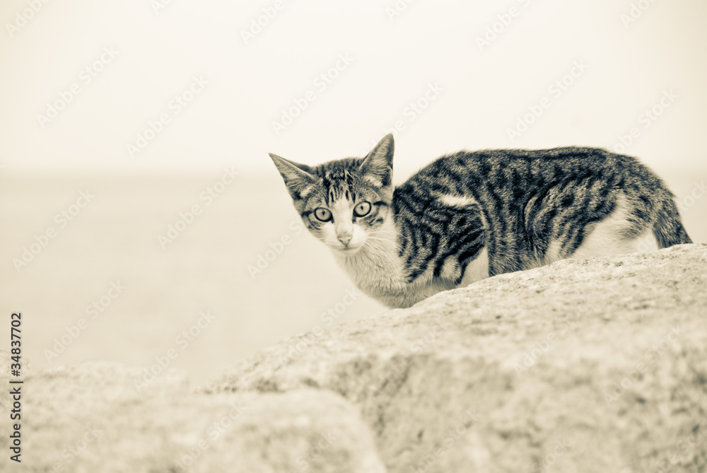 Obraz premium Gato3