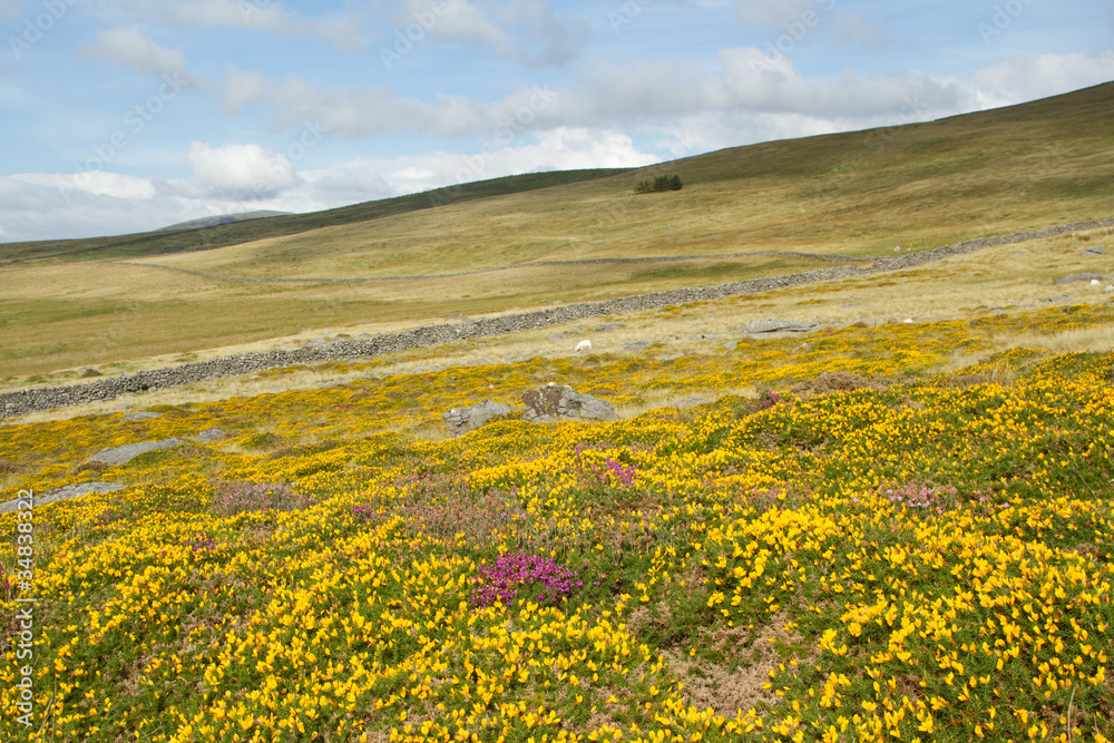 Gorse and heather flowers.