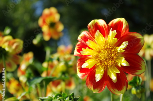 Beautiful dahlia flower