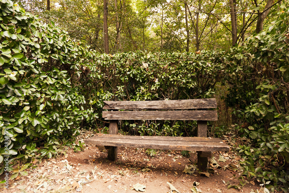 Empty old wooden bench against foliage and trees