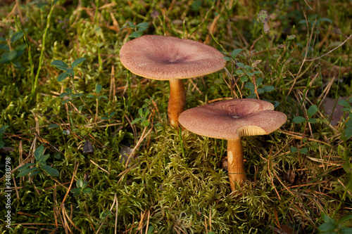 Mushrooms in green forest © trancedrumer