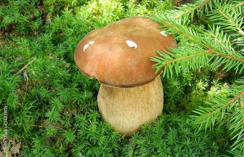 Boletus edulis grows under firtree branch