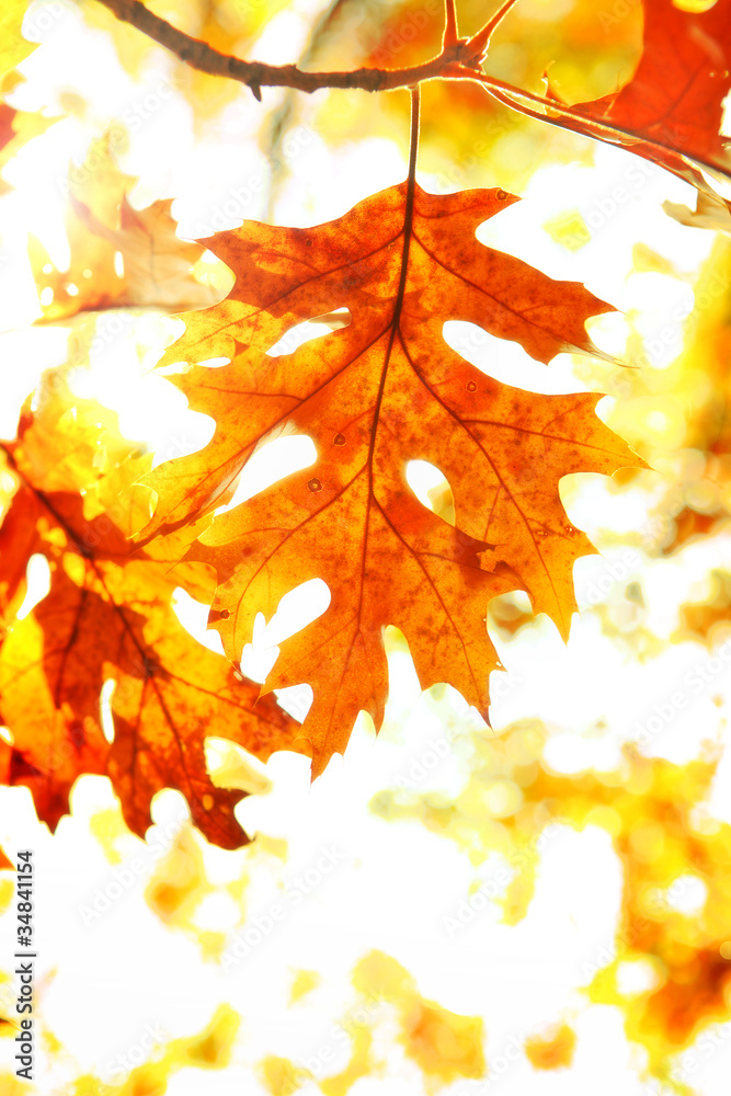 Obraz premium Autumn leaves