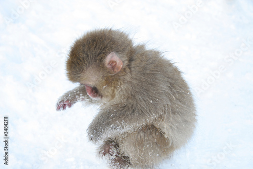 スノーモンキー