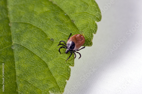 Tick on gras