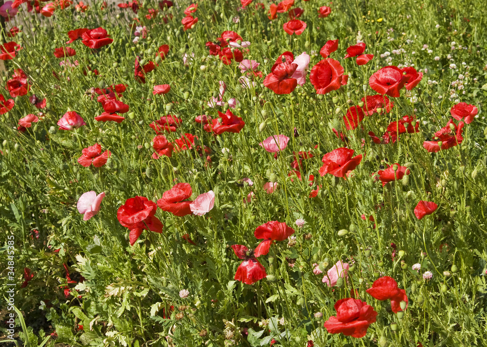 Red poppies