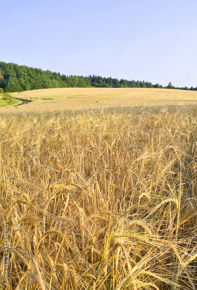 Field of ripe wheat on a hill