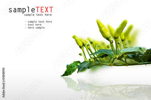 Young fresh chilli isolate on white