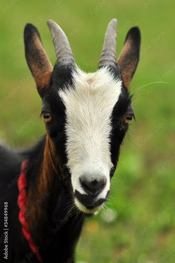 Obraz premium Goatling