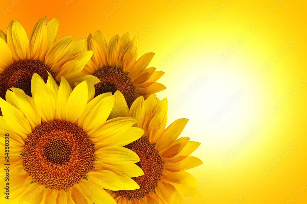 Obraz premium Sunflowers