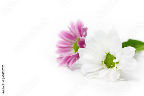 Fototapeta Naklejka Na Ścianę i Meble -  zwei Blüten