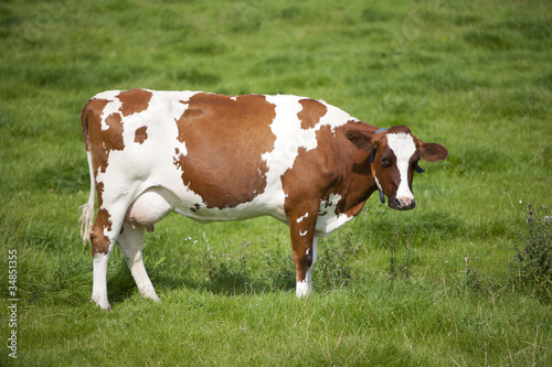 Dutch cow .