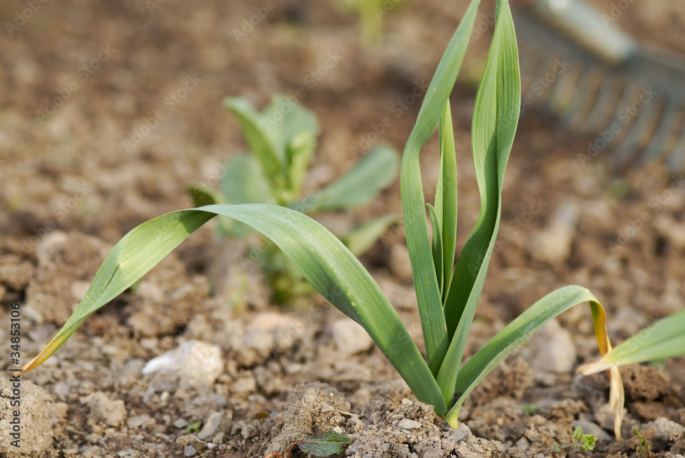 Young healthy garlic (Allium sativum) plant. Young healthy garlic (Allium sativum) plant.