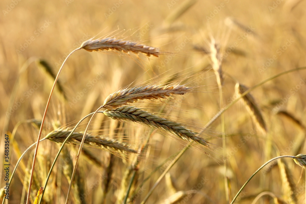 Fototapeta premium Рожь