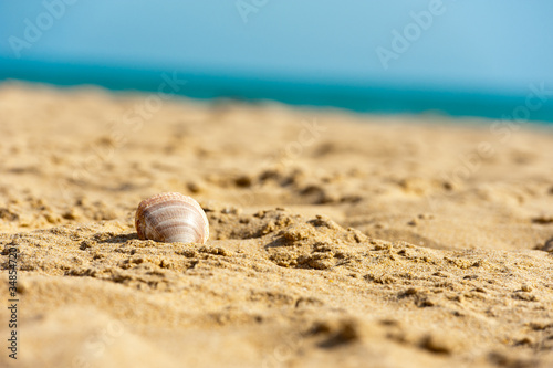 shell in wet sand on the beach
