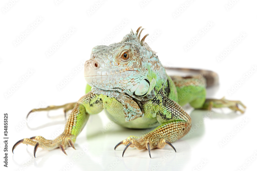 Obraz premium Green Iguana