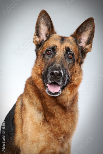 German shepherd dog