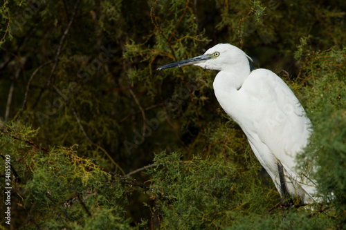 aigrette garzette perchée photo