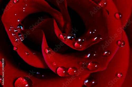 Rose with water drops #34856358