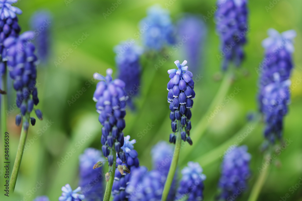 Blossom lilac flower in a beautiful day Blossom lilac flower in a beautiful day