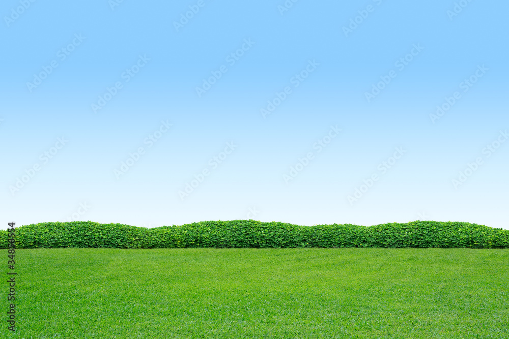 Shrub and grass Stock Photo Adobe Stock