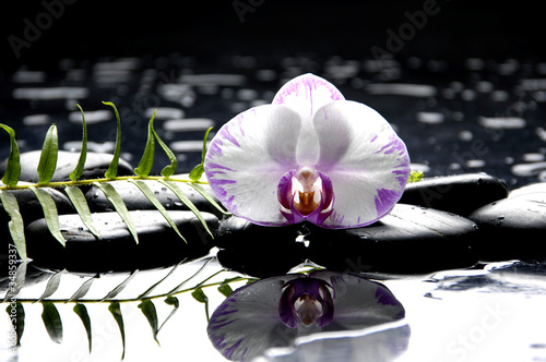 Beautiful white orchid with green fern reflection