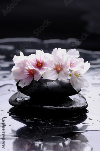 spring cherry flowers and black stones reflection