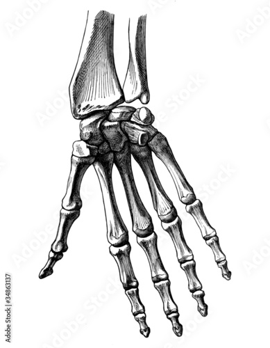 knochen_hand_innen photo