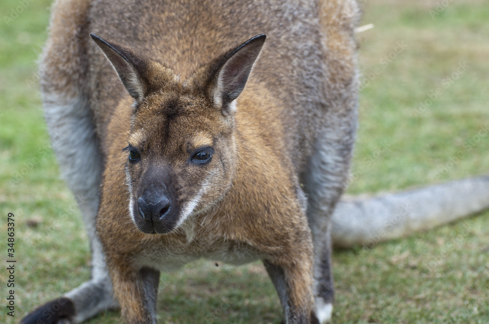 Fototapeta premium Wallaby