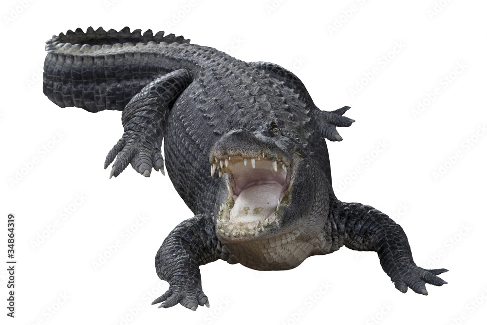 Naklejka premium Aggressive Crocodile