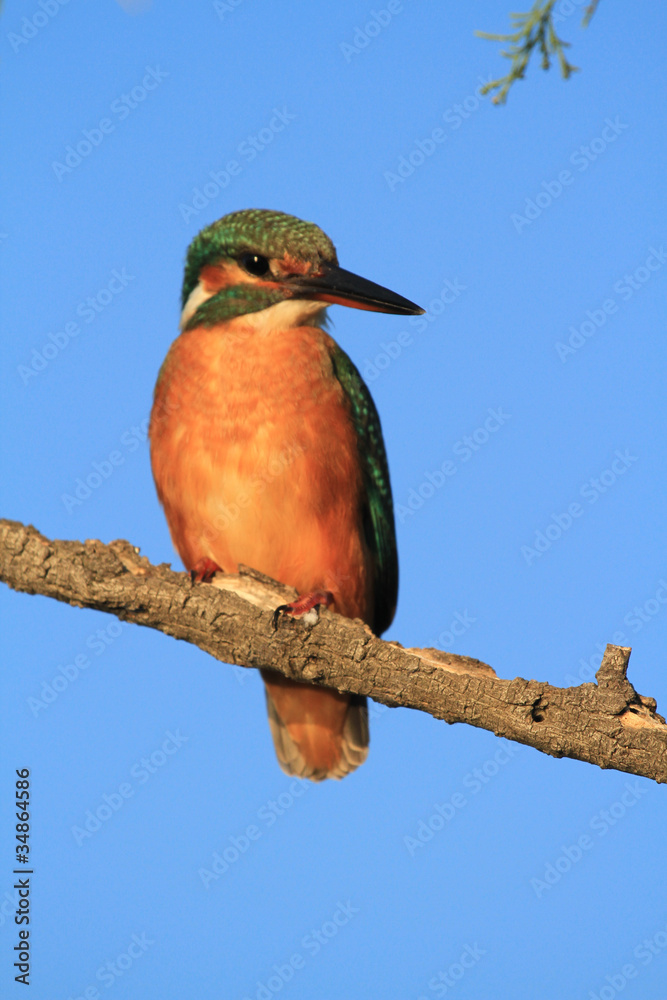 Obraz premium martin pecheur