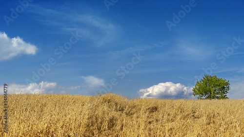 Wheat field panorama