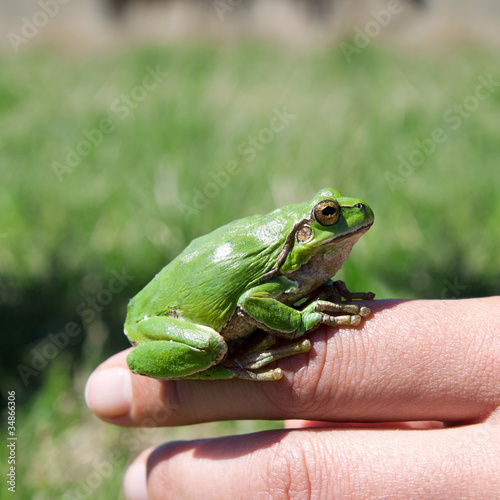 Beautiful green frog