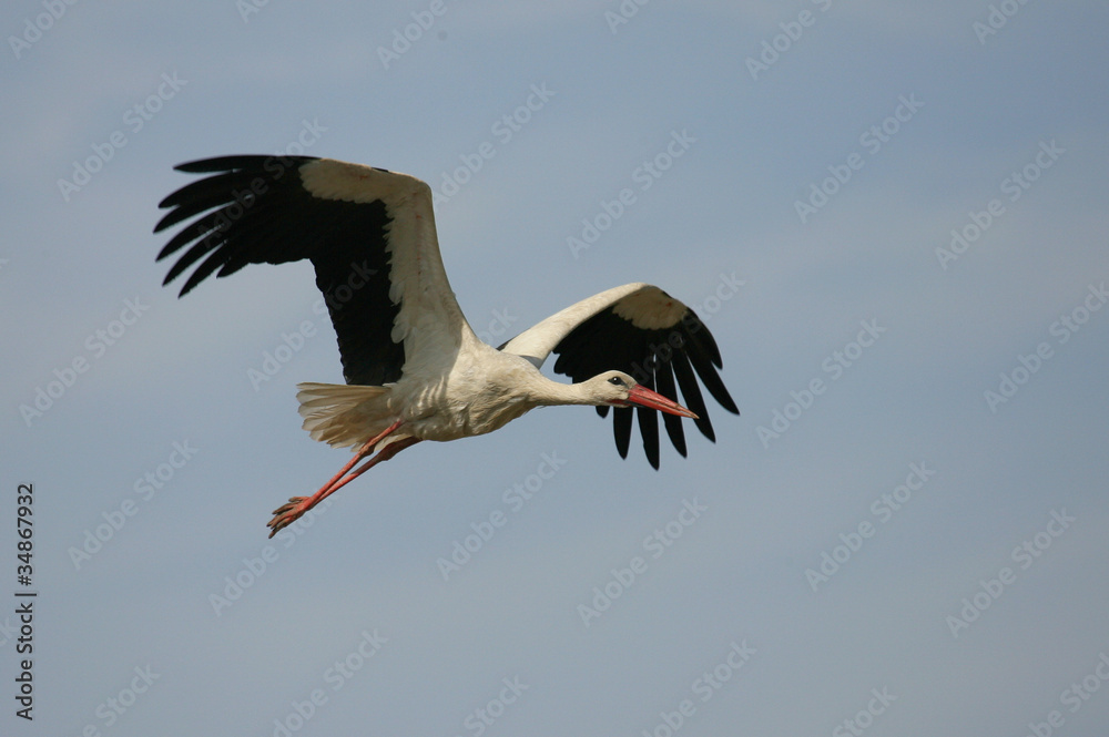 Bocian biały (Ciconia ciconia) White Stork - obrazy, fototapety, plakaty 