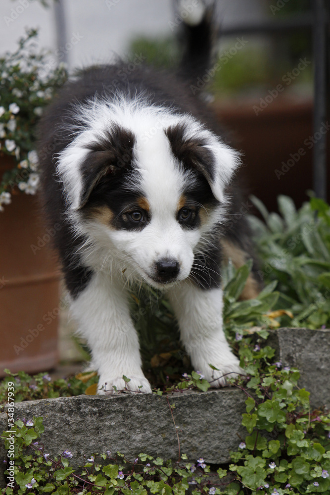 Australian Shepherd Welpe Australian Shepherd Welpe