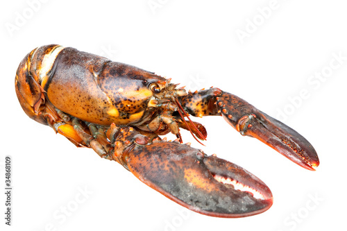 Nice piece of lobster