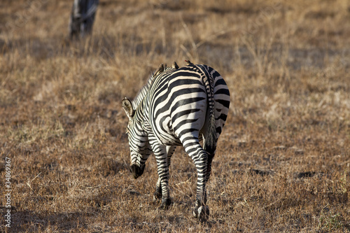 Zebra