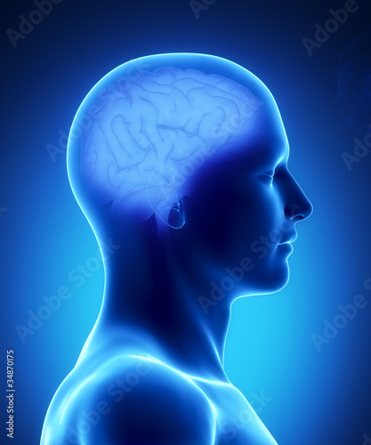 Human brain anatomy
