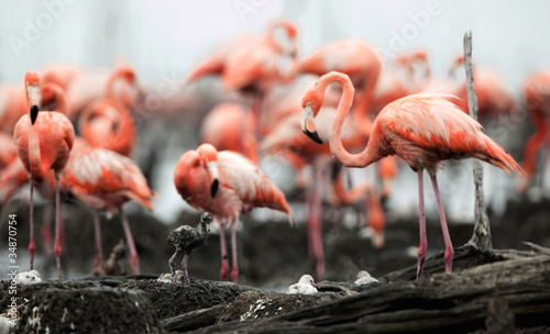 Great Flamingo  (Phoenicopterus ruber) #34870754