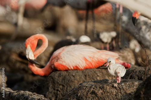Great Flamingo Baby  (Phoenicopterus ruber)