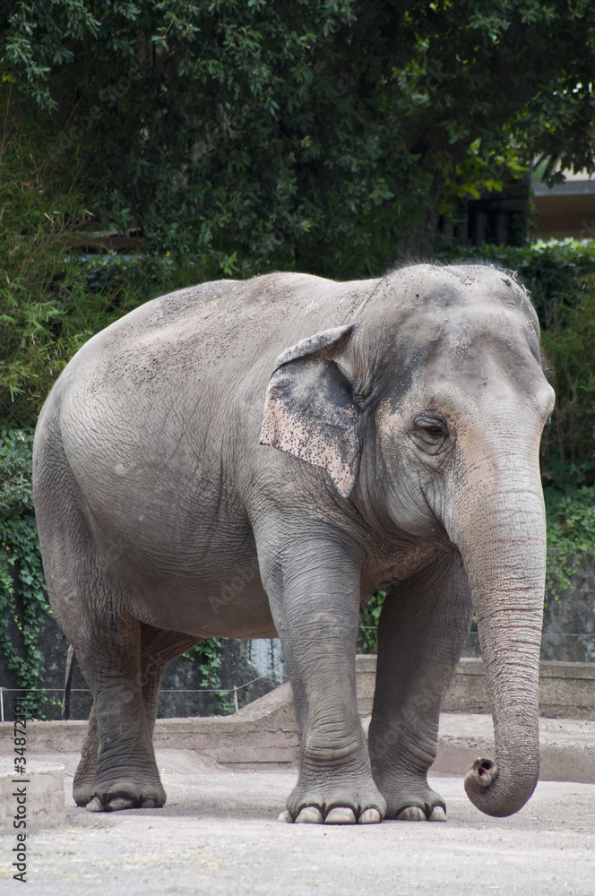 Fototapeta premium Elefante