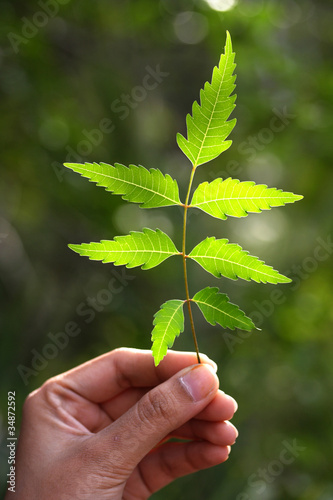 Neem leaves-Azadirachta indica photo